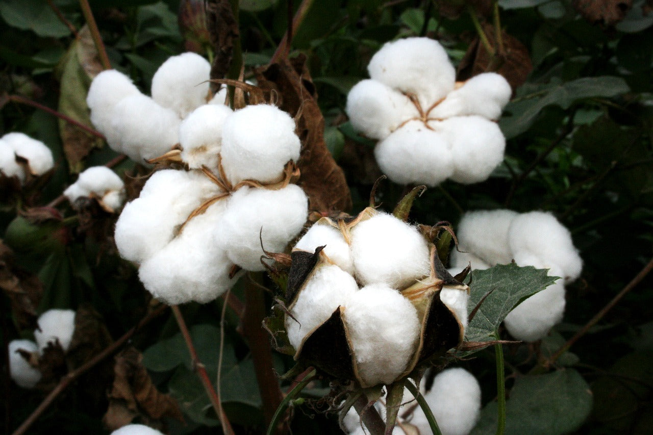 Le coton bio : un choix sain pour vos éponges et essuie-tout lavables