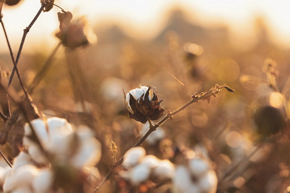 Le coton biologique : une matière éco-responsable