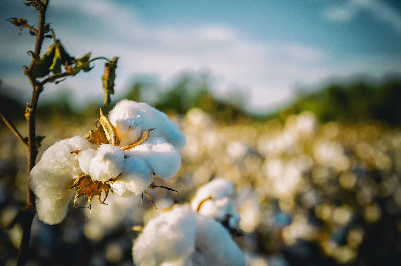 Coton traditionnel et coton bio : quelle est la différence ?