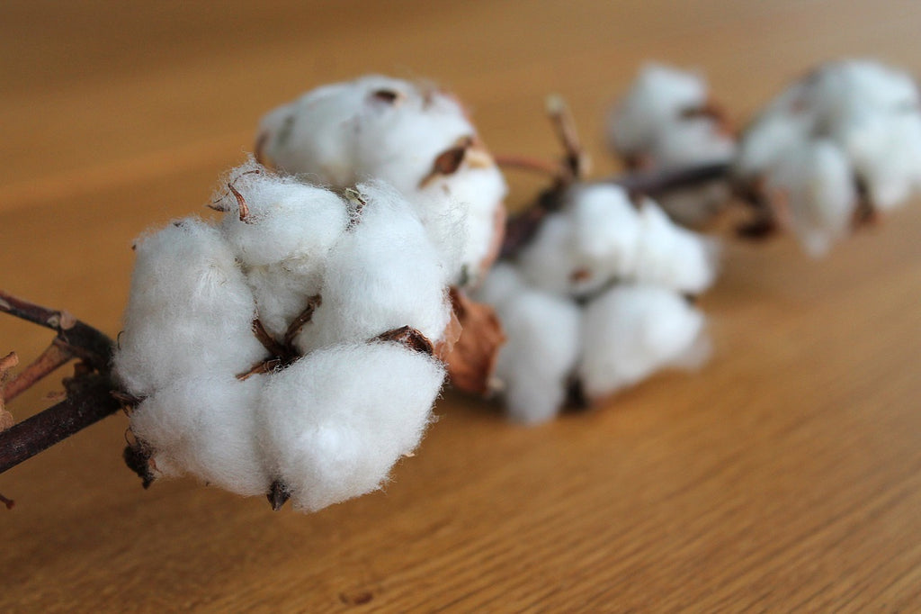 Le coton est-il cultivé en France ?