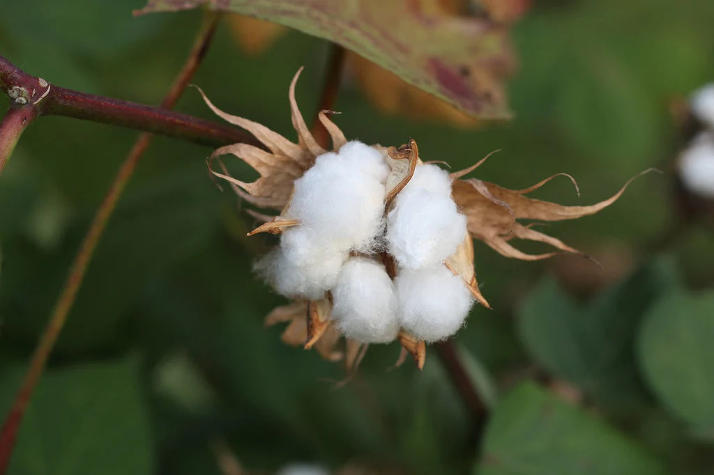 Le coton est-il une matière écologique ?